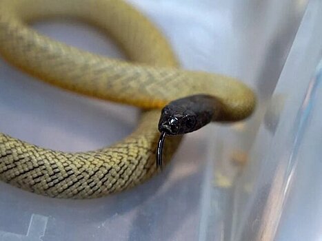 В Московском зоопарке открыли самую большую в мире экспозицию змей