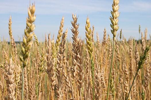 Красноярское зерно стало брендом территории