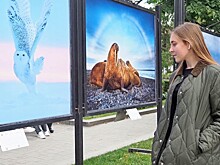 Красоты арктической природы на улицах Москвы