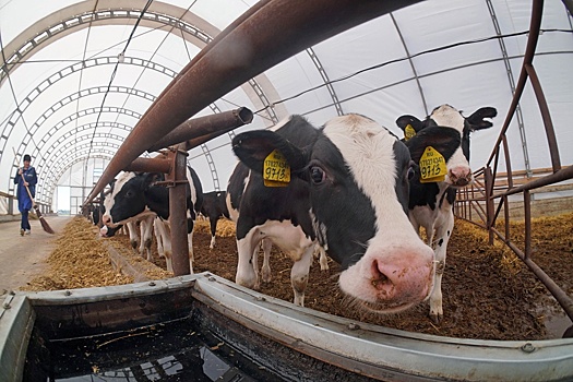 Сельское хозяйство Прикамья спасут кооперативы и туристы