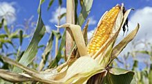 9 самых главных полезных свойств кукурузы