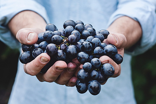 Фермер назвал неприхотливые сорта винограда для начинающих