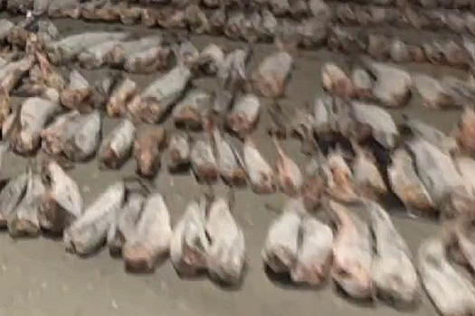 В Дагестане изъяли крупную партию браконьерской осетрины