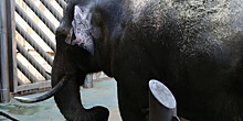 В заповеднике Кении родились редкие близнецы африканских слонов