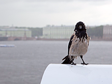 В выходные в Петербурге ожидаются снег, туман и гололедица