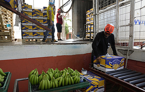 Бананы от пяти экспортеров Эквадора допустят к ввозу в Россию по итогам экспертизы