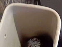 Daily Mail: в Таиланде новорожденную девочку нашли живой в сливном бачке унитаза