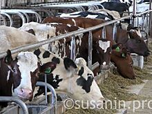 Удмуртия вошла в тройку регионов-лидеров по производству молока