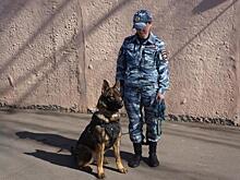 В Центре кинологической службы УВД по ЮВАО состоялась выводка собак