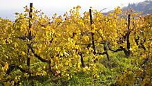 На строительство научного центра селекции виноград в Крыму выделено дополнительное финансирование