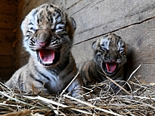 В Московском зоопарке родились амурские тигрята