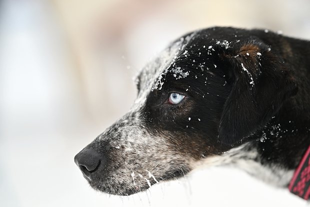 Помогавшая российским военным в зоне СВО собака получила Лохматый Оскар