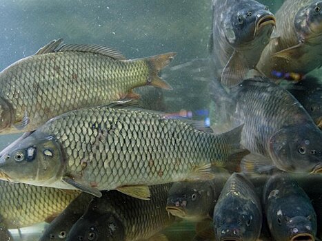 Эксперт рассказал, как запрет на ввоз рыбы из Японии скажется на россиянах