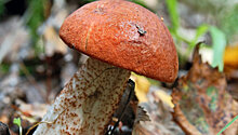 Ученые выяснили, что грибы - древнейшие существа на Земле
