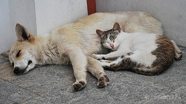 Ветеринары Ноябрьска нашли способ сократить количество бродячих животных