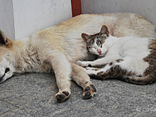 Ветеринары Ноябрьска нашли способ сократить количество бродячих животных