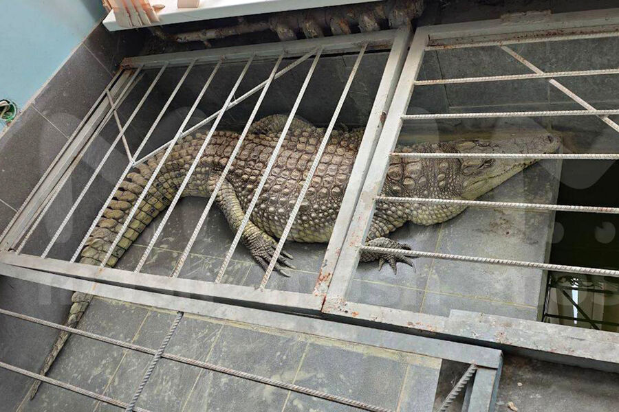 Журналисты обнинского канала показали крокодила, которого держат в своем офисе