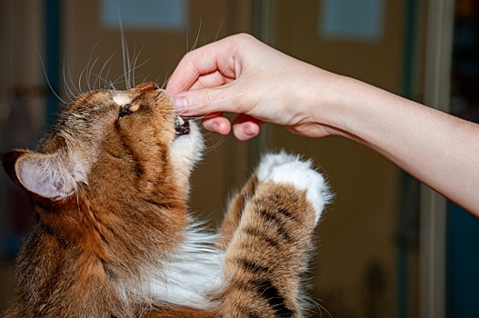 Каждой твари по паре: какие питомцы живут у российских знаменитостей