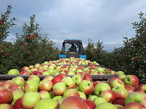  Бренд «Мичуринские яблоки» станет участником национального конкурса «Вкусы России»