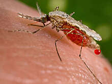 Ученые изобрели эффективную мРНК-вакцину от малярии