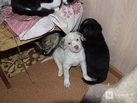 Собачница устроила жесткий скандал в Новой Кузнечихе