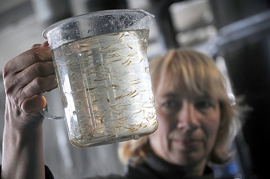 В Ростовской области нарастили производство аквакультуры