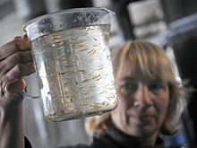 В Ростовской области нарастили производство аквакультуры