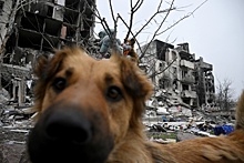 Спасти лабрадора Радика: Тысячи собак в Донбассе остались без хозяев