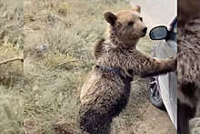 В Каспийске нашли хозяина медведя, гулявшего по улицам