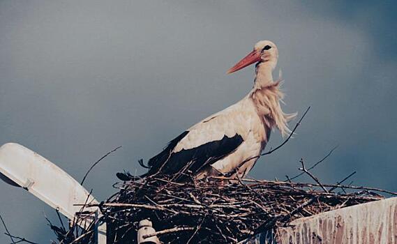 Кабмин одобрил переговоры Роскосмоса с NASA о перекрестных полетах к МКС