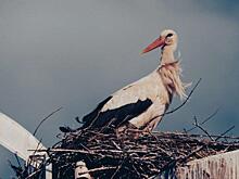 Кабмин одобрил переговоры Роскосмоса с NASA о перекрестных полетах к МКС