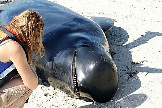 Катастрофа в Новой Зеландии: пляж усеян взрывающимися телами дельфинов