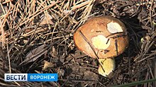 Осенний бум. Воронежцам рассказали, как отличить съедобный гриб от ядовитого