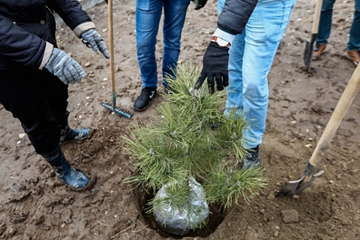 Экс-владелец колеса обозрения выкопал ели в горсаду Волгограда