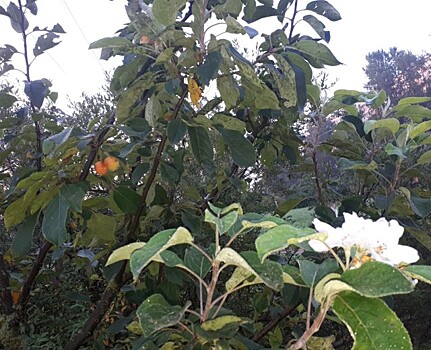 Фото дня: в Купчине повторно зацвели яблони