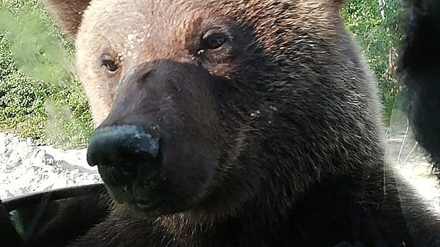 На Ямале недалеко от Губкинского вновь замечены медведи. ВИДЕО