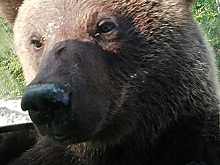 На Ямале недалеко от Губкинского вновь замечены медведи. ВИДЕО