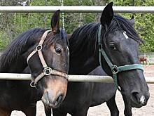 Владелец конного клуба в Волгоградской области истребил лошадей конкурентов