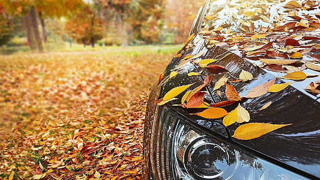 За листья на номере автомобиля лишат водительских прав