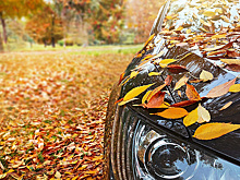 За листья на номере автомобиля лишат водительских прав