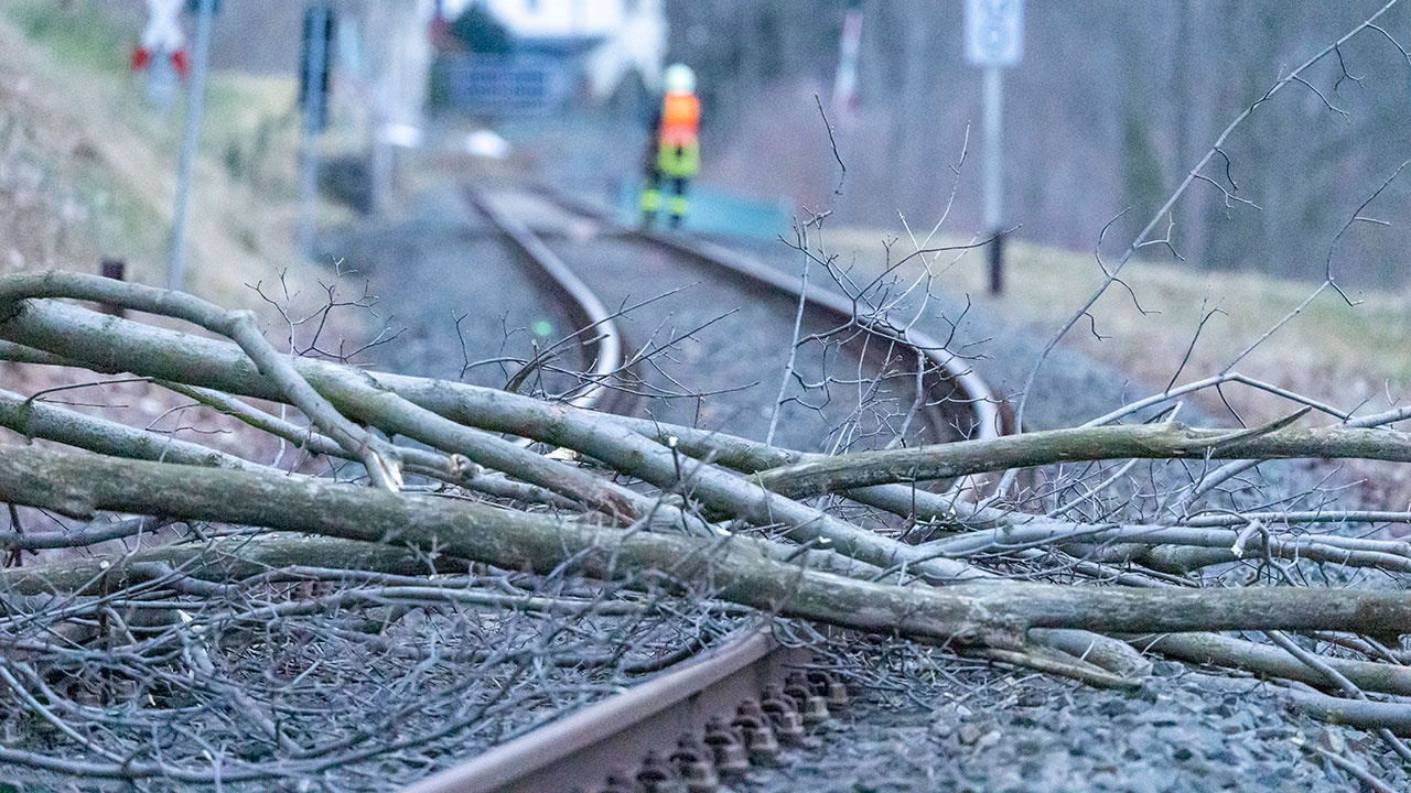 Ураган «Ульф» повалил 70 деревьев и повредил 6 зданий и 14 автомобилей в Калининграде