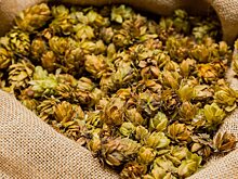 Торговый дом «Биофабрика» будет поставлять китайский хмель в Россию