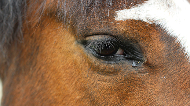 Почему лошади плачут