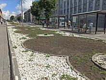 В Курске за прошлый год высадили более 175 тыс.цветов