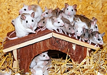 Ученые снизили тревожность мышей искусственной медитацией