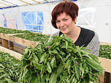 Производитель иван-чая: любую траву надо употреблять с осторожностью