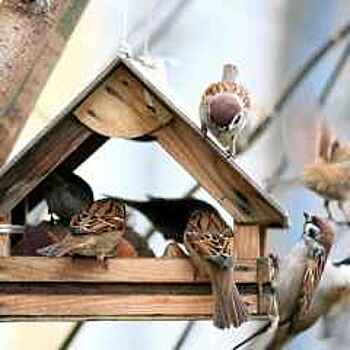 Около 10 ресторанов откроют для птиц в парке им. Л.Толстого в Химках 17 февраля
