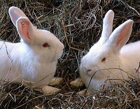 Волгоградского фермера отправили в колонию за кормление кроликов коноплей
