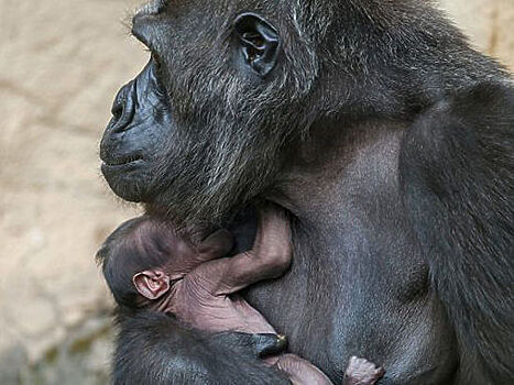 В Московском зоопарке дали имя детенышу гориллы