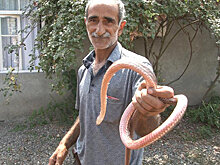 Житель Агдама 12 лет живет под одной крышей с ядовитой гюрзой